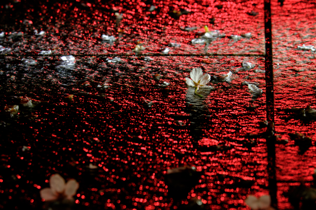 歩道の花