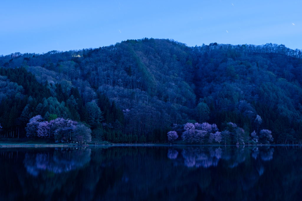 朝桜