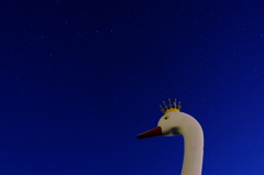 白鳥丸と星空4