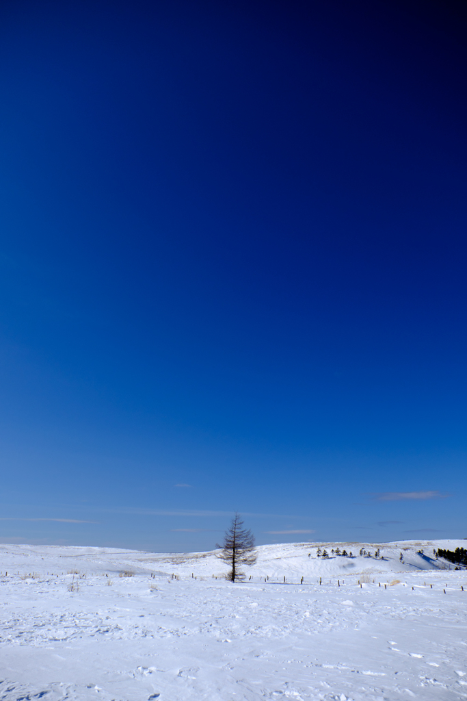 雪上の木