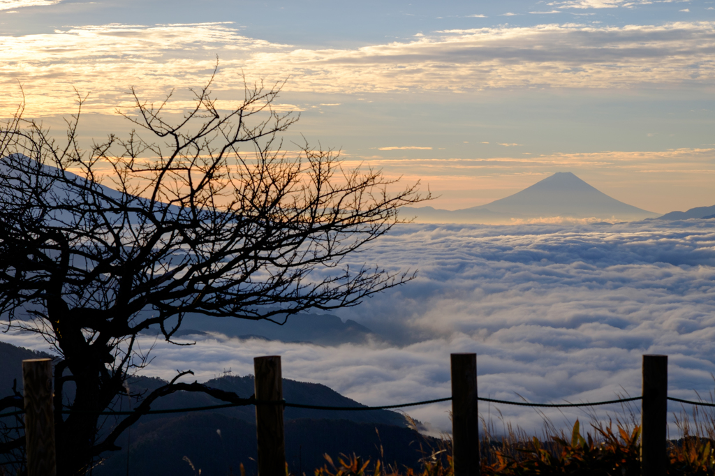 山頂の木と富士