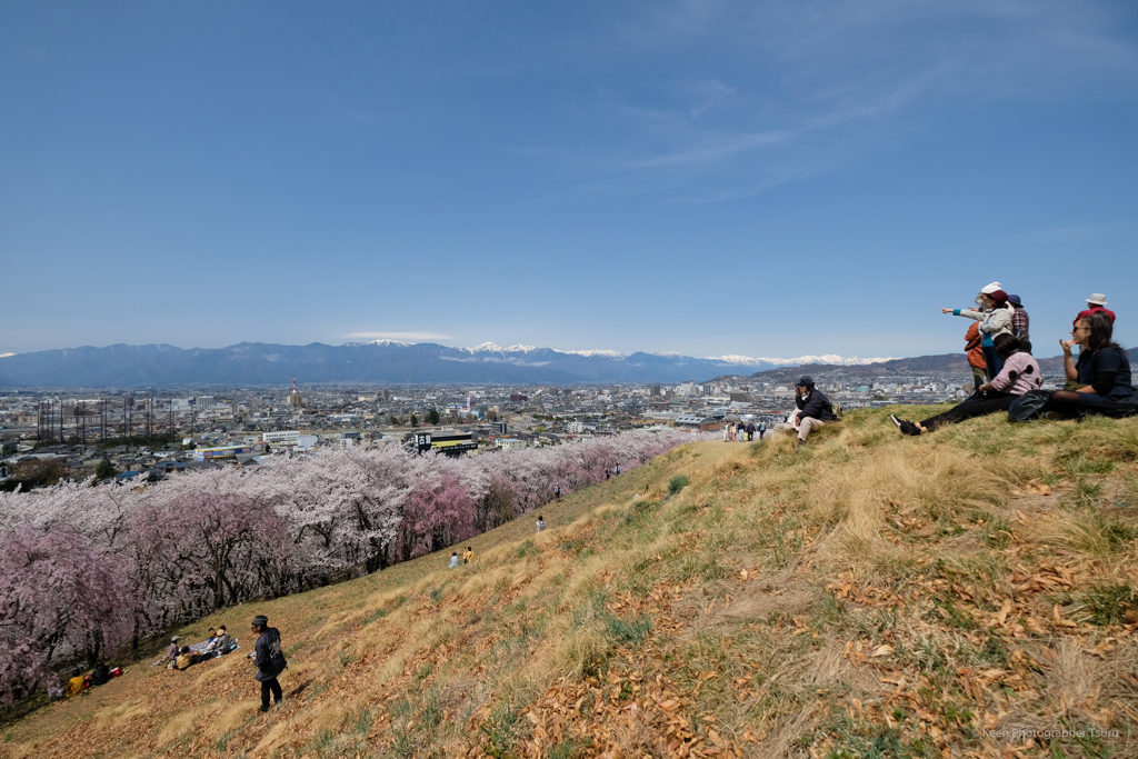 お花見日和