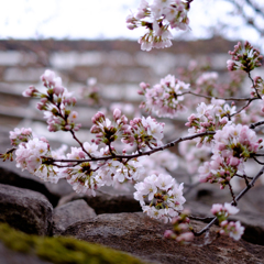 桜と