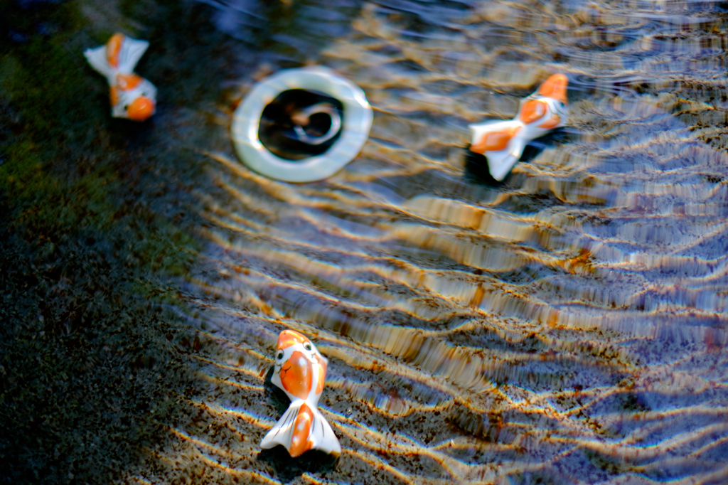 金魚