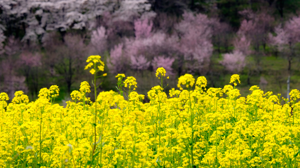 菜の花と桜咲く斜面