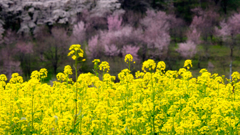 菜の花と桜咲く斜面