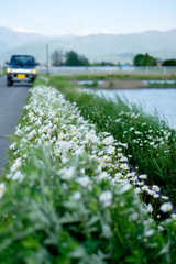 道端の花