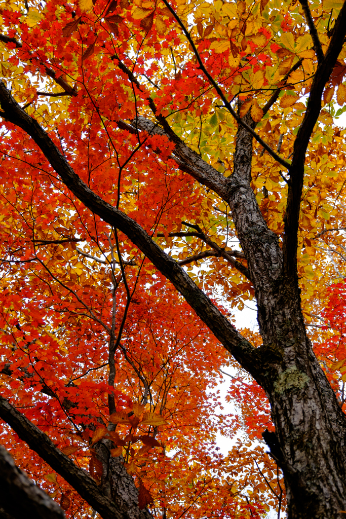 秋色の木