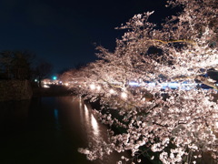 松本城 お堀の夜桜