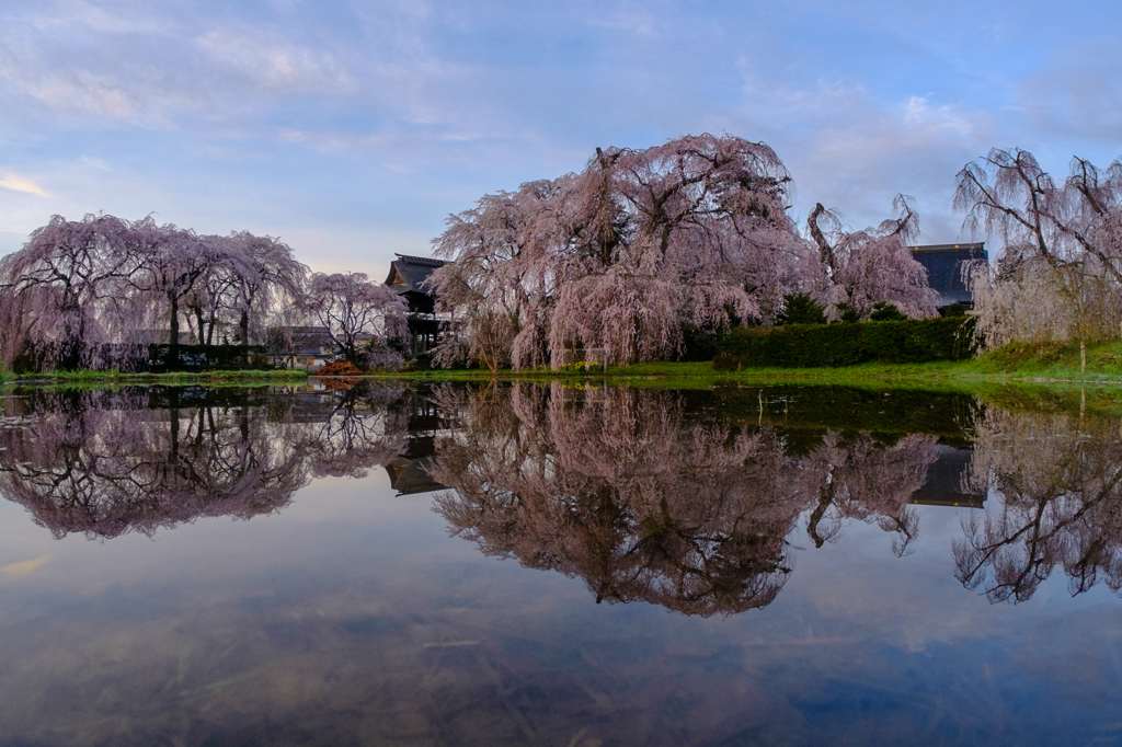 安養寺の桜