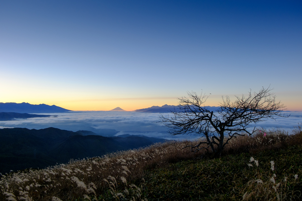 山頂の木