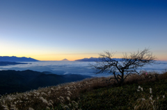 山頂の木