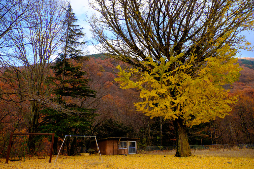 銀杏とブランコ