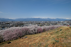 桜、松本、北アルプス