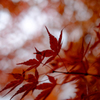 紅葉色