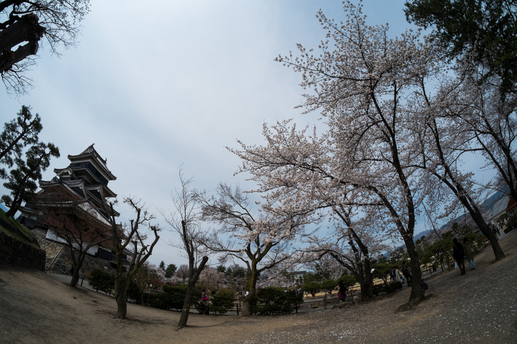 松本城の桜