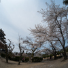 松本城の桜
