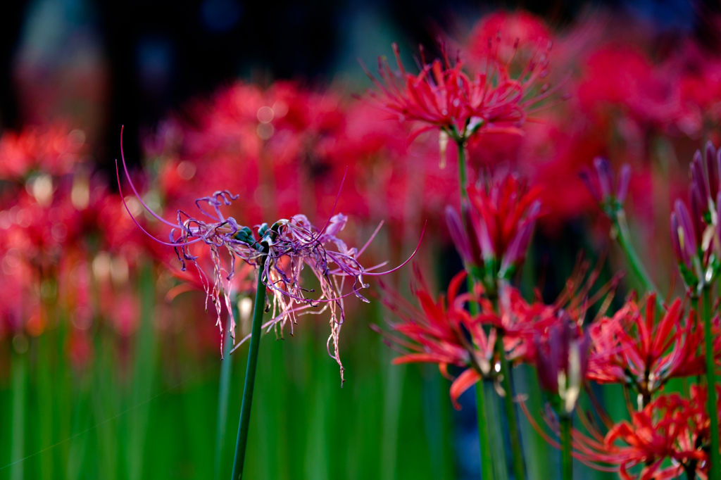 終花