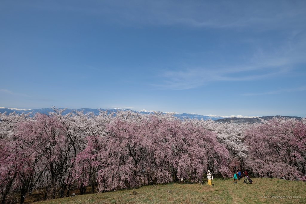 桜