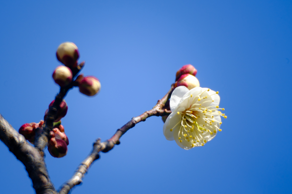 蕾も可愛い
