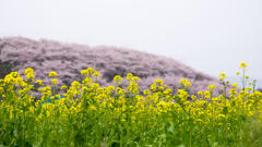 菜の花と弘法山