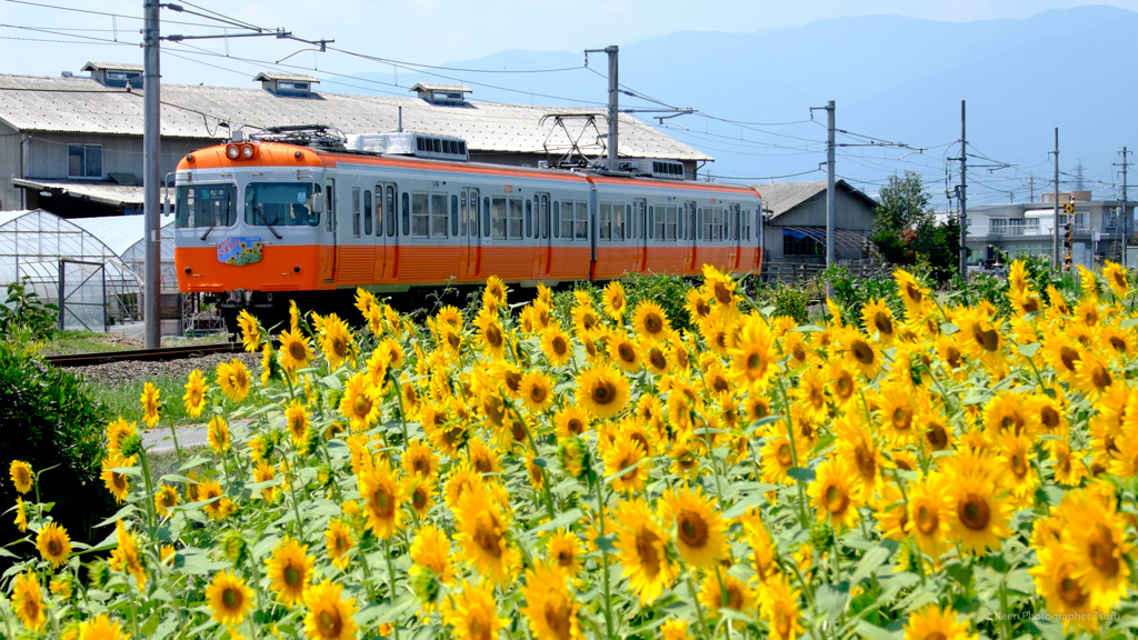 向日葵と復刻塗装車両