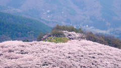 山頂からの花見
