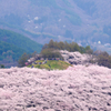 山頂からの花見