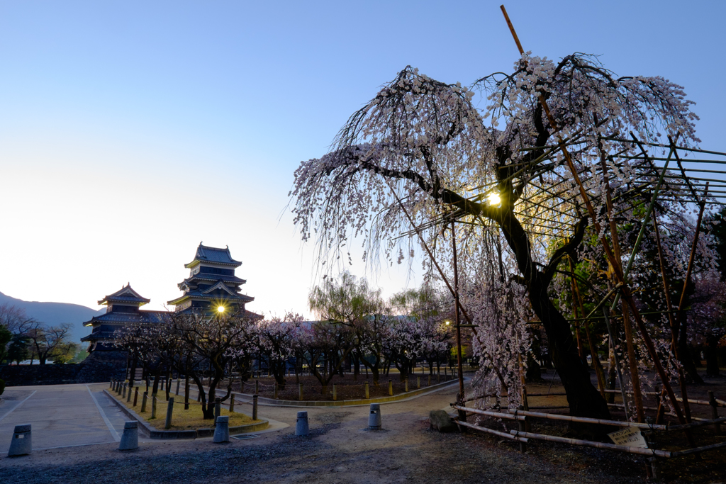 早朝しだれ桜