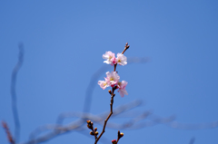 長野にも春が来た？