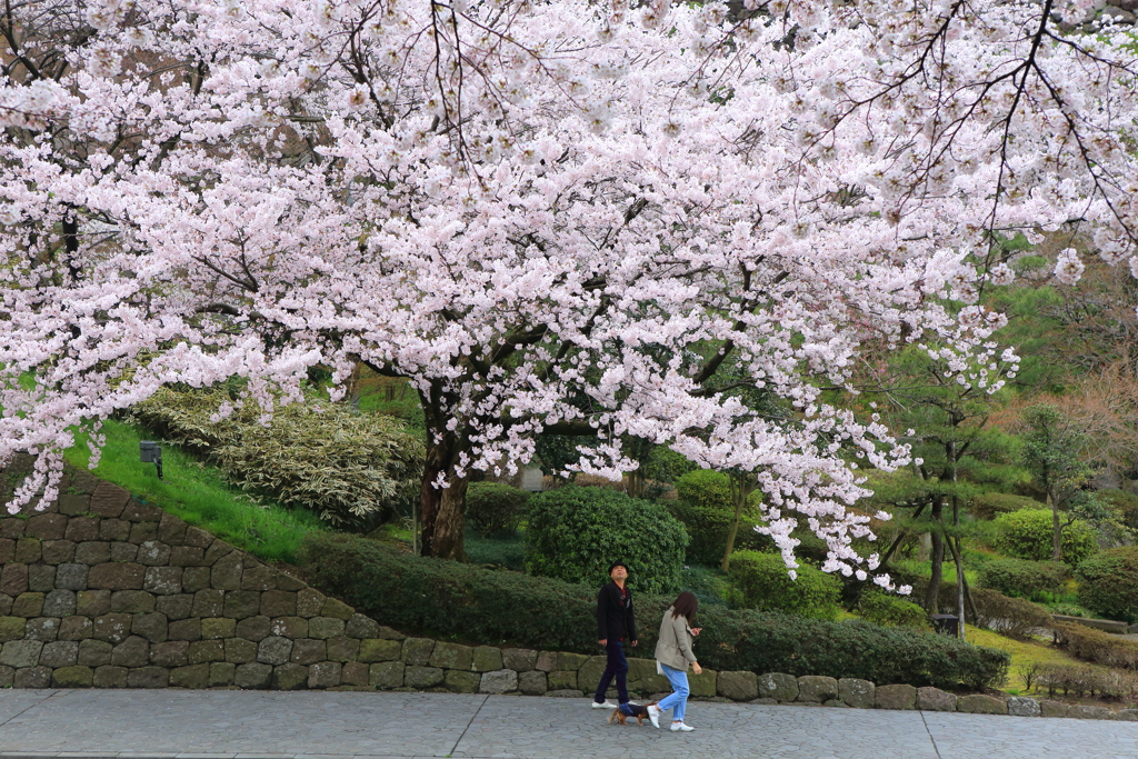 見上げる桜