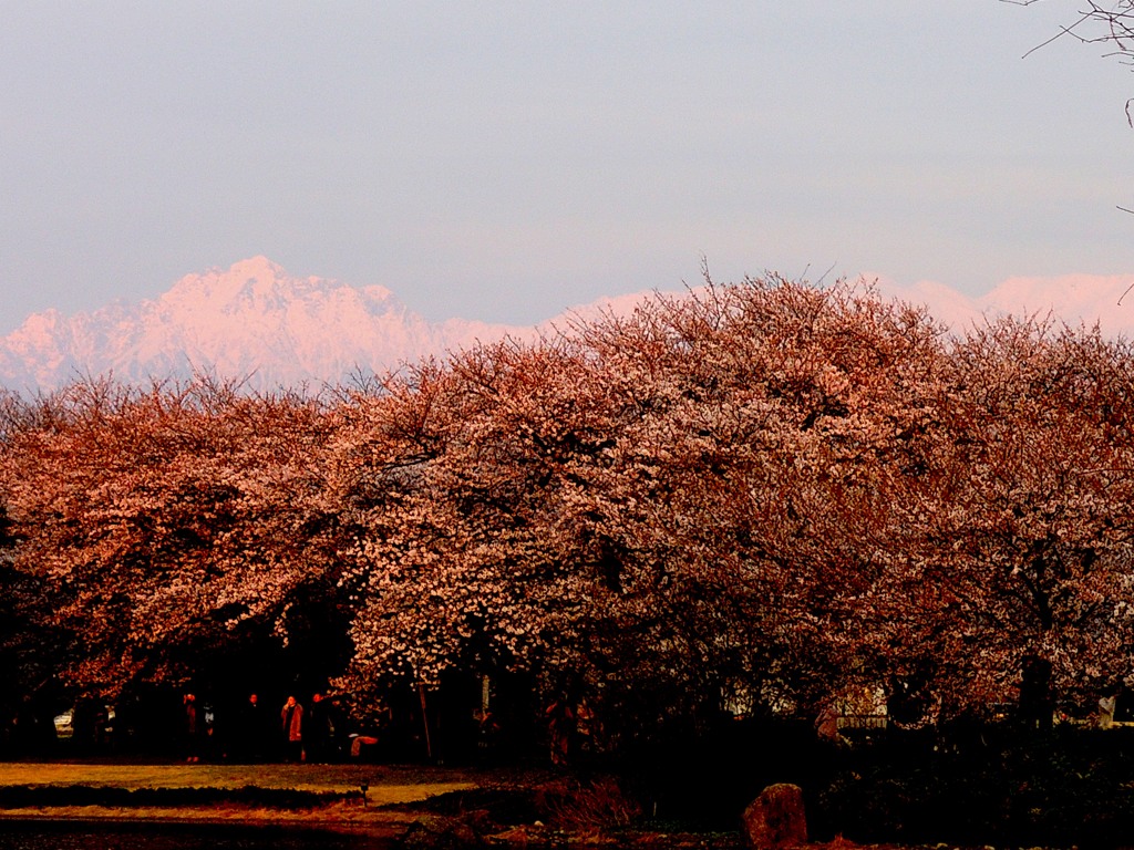 夕日を浴びた剣岳と桜