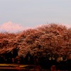 夕日を浴びた剣岳と桜