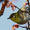 春を覗く