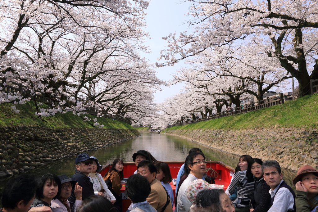 桜を見上げて