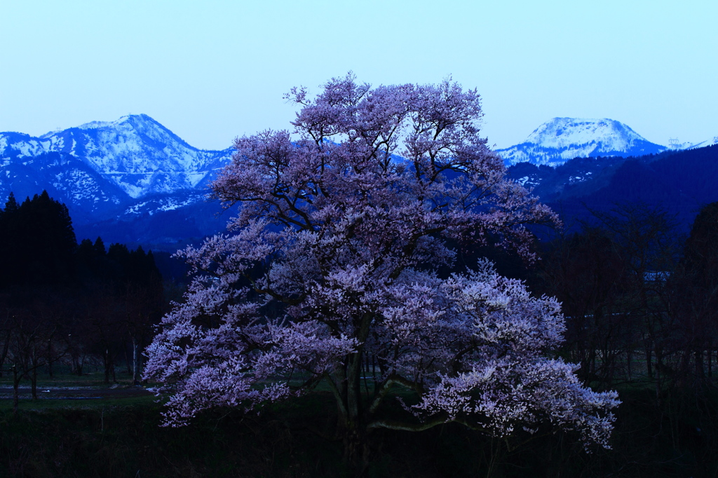 向野の桜①