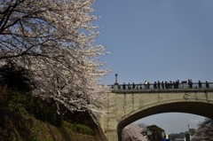 桜浪漫　in　金沢城・石川橋