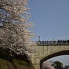 桜浪漫　in　金沢城・石川橋