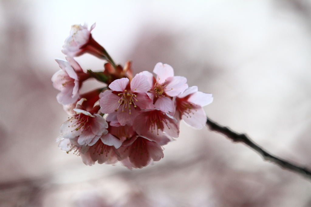 桜色の彩