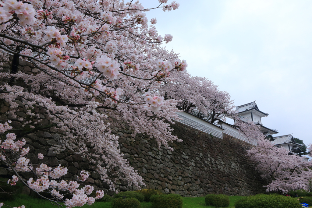 金沢城の桜