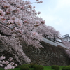 金沢城の桜