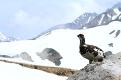 雷鳥のお出迎え