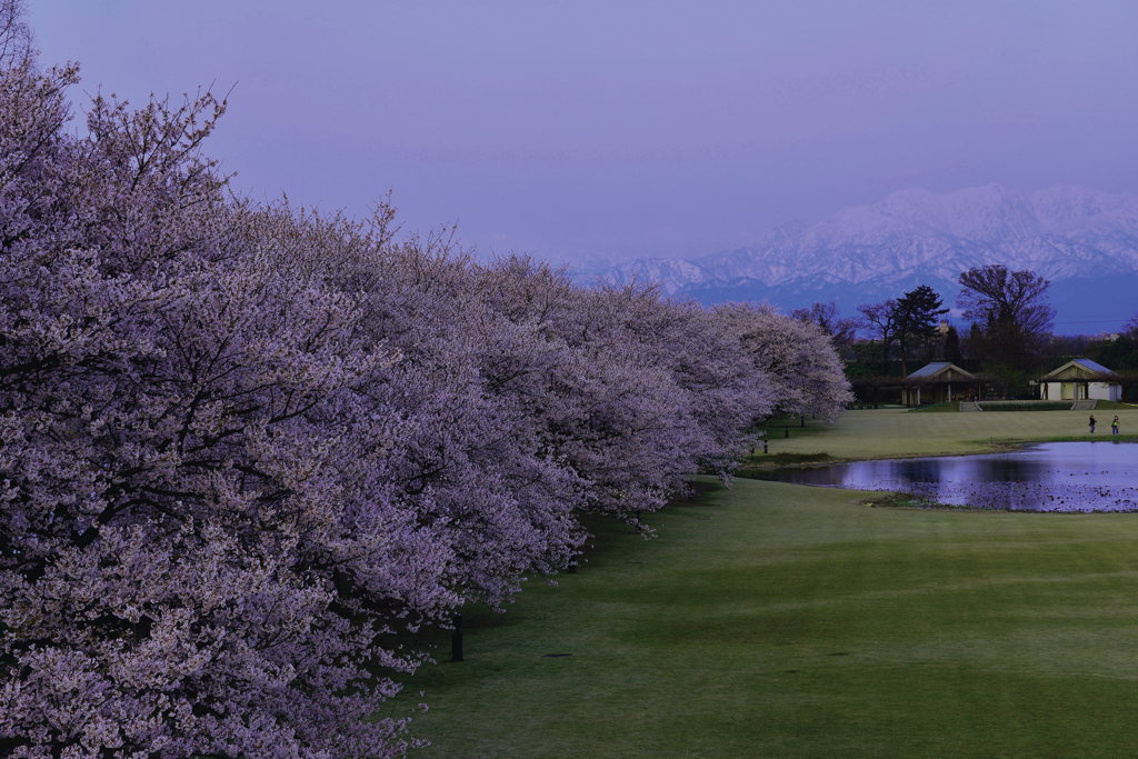 桜まつり