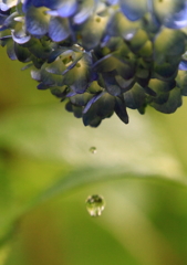 水無月の紫陽花