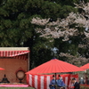 一陣の桜吹雪