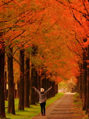 晩秋カラーの並木道