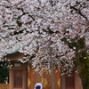 鎮魂桜