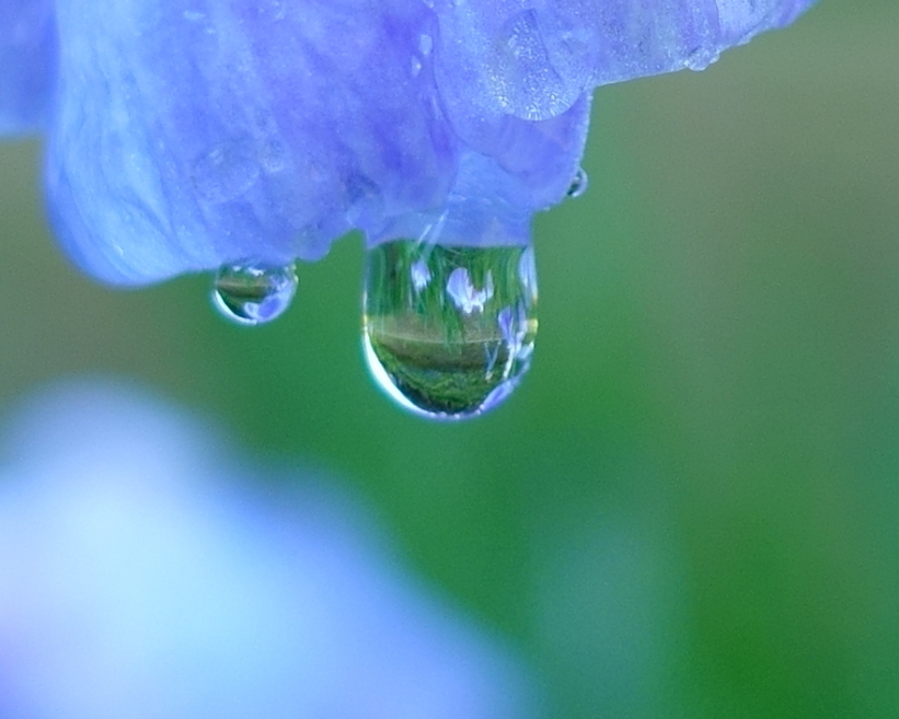 花しずく・花しょうぶ