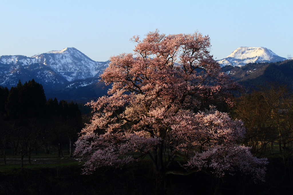 向野の桜⑥