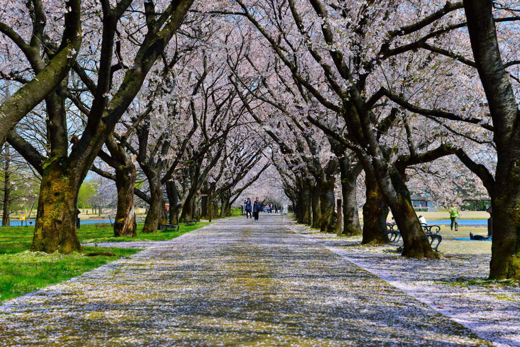 桜みち